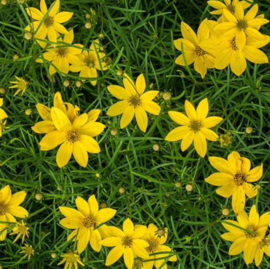 Thread-leaf Tickseed (Coreopsis verticillata) - 1 gallon -Ship Only