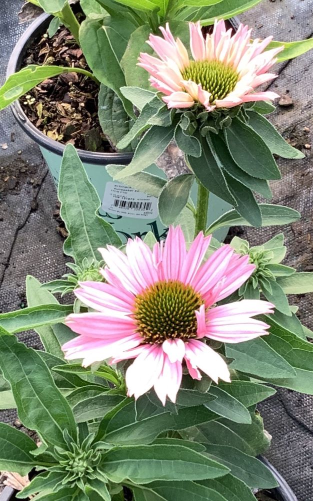Sunseekers Salmon Coneflower (Echinacea sunseekers 'Salmon') - half gallon -Ship Only