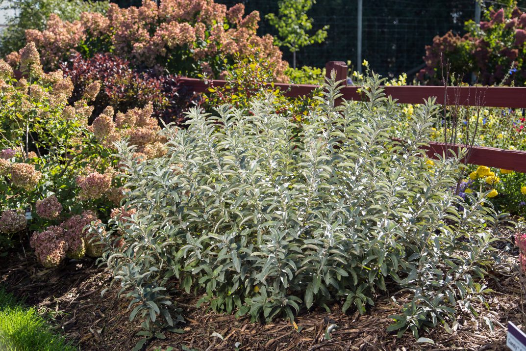 Iceberg Alley® Sageleaf Willow (Salix 'C Iceberg Alley') - 3 gallon -Ship Only