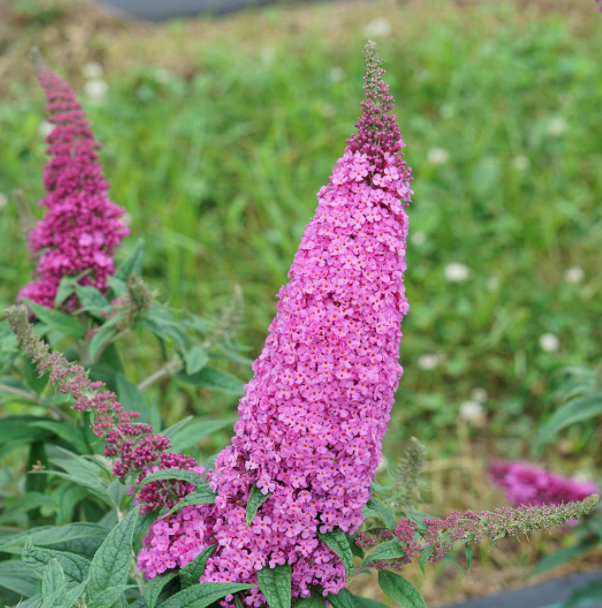 Pugster Pinker® Butterfly Bush (Buddleia 'Pugster Pinker') - 1 gallon -Ship Only