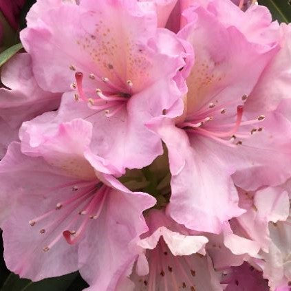 Holden’s™ Pink Rhododendron (Rhododendron 'Holdens Pink') - 3 gallon 15" -Ship Only