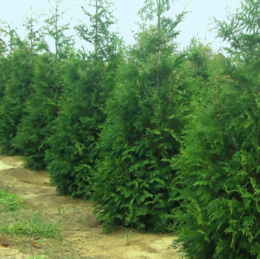 Thuja Junior Giant (Thuja x 'Junior Giant') - 2 gallon 18" -Ship Only