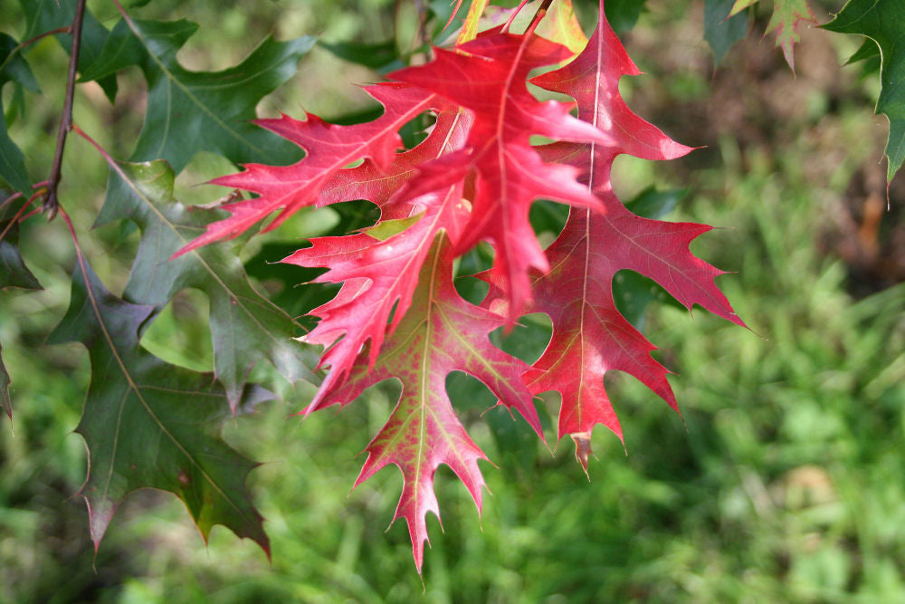 Scarlet Oak (Quercus coccinea) - 3 gallon -Ship Only