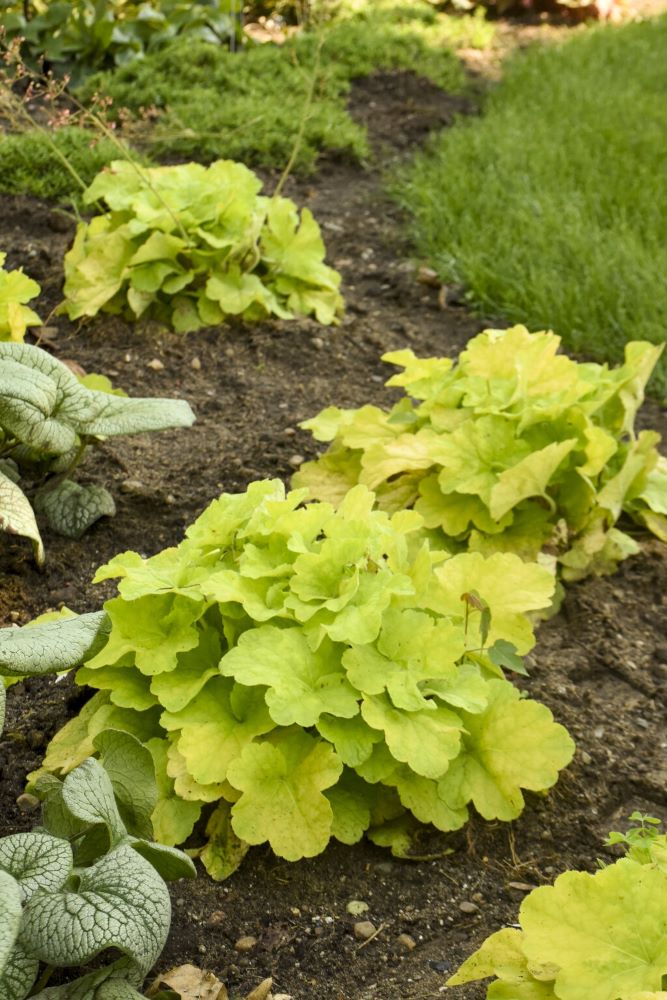 Primo® 'Pistachio Ambrosia' Coral Bells (Heuchera pistachio 'Ambrosia') - 1 gallon -Ship Only