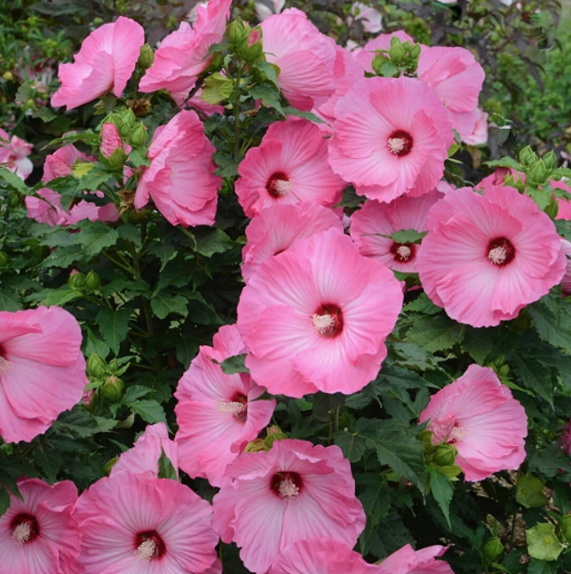 Airbrush Effect Rose Mallow (Hibiscus airbrush 'Effect') - 1 gallon -Ship Only