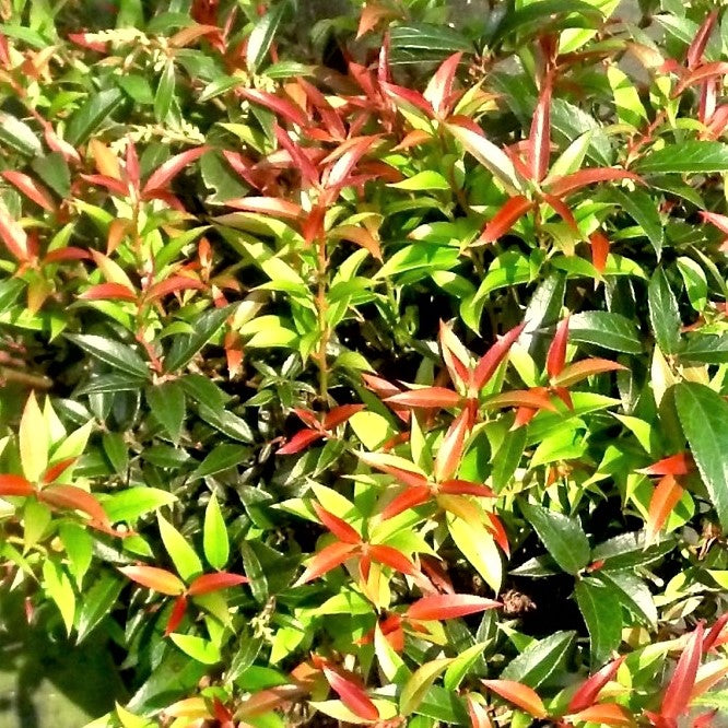 Leocothoe Rejoyce (Leucothoe rejoyce) - 2 gallon 12" -Ship Only