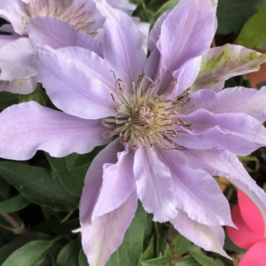 Filigree™ Clematis (Clematis filigree 'Trailing') - half gallon -Ship Only