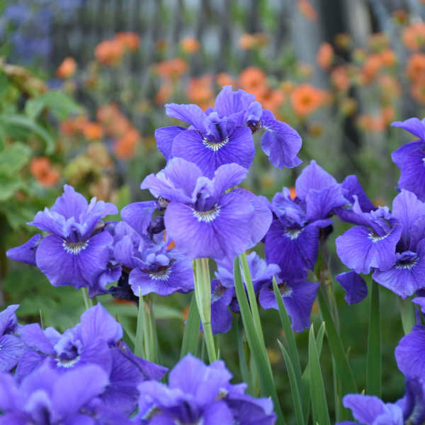 Ruffled Velvet Siberian Iris (Iris siberica 'Ruffled Velvet') - 1 gallon -Ship Only