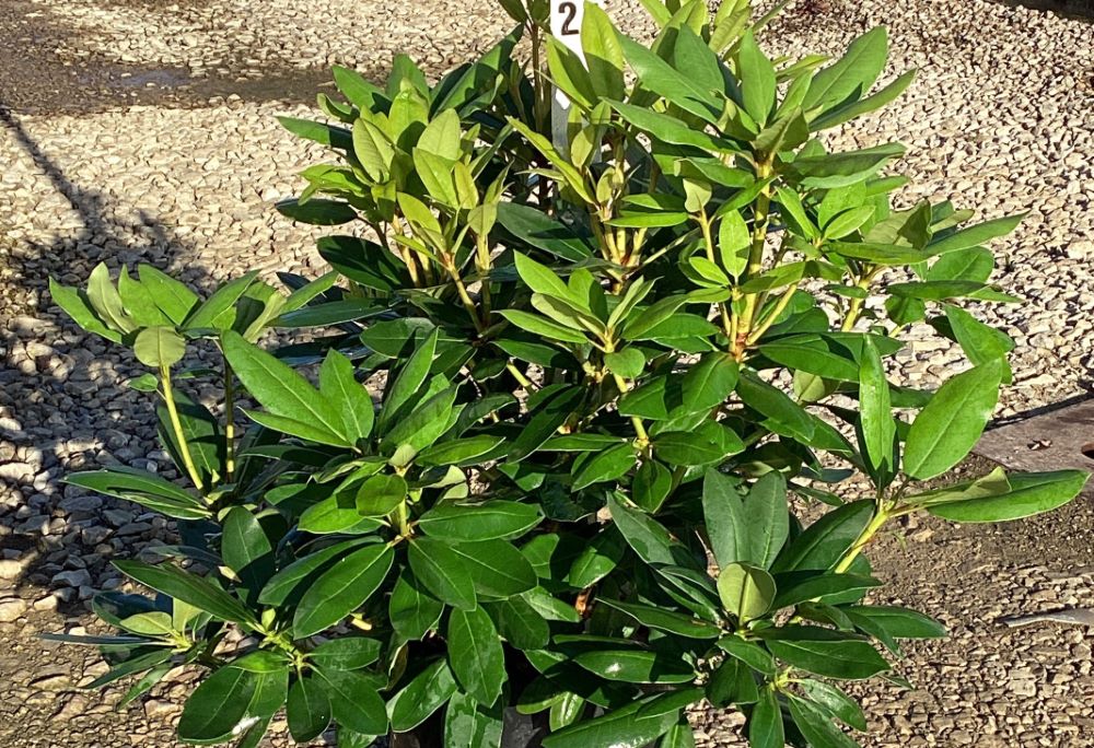 Purpureum Elegans Rhododendron (Rhododendron purpureum 'Elegans') - 3 gallon 15" -Ship Only