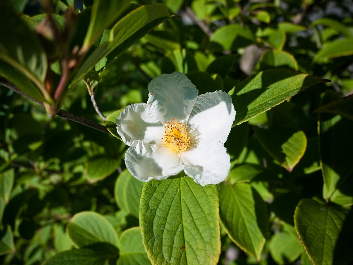 Japanese Stewartia (Stewartia pseudocamellia) - 3 gallon TREE -Ship Only