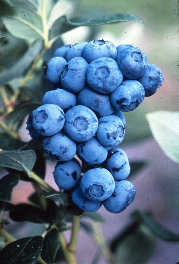 Duke Highbush Blueberry (Vaccinium corymbosum 'Duke') - 2.5 gallon -Ship Only