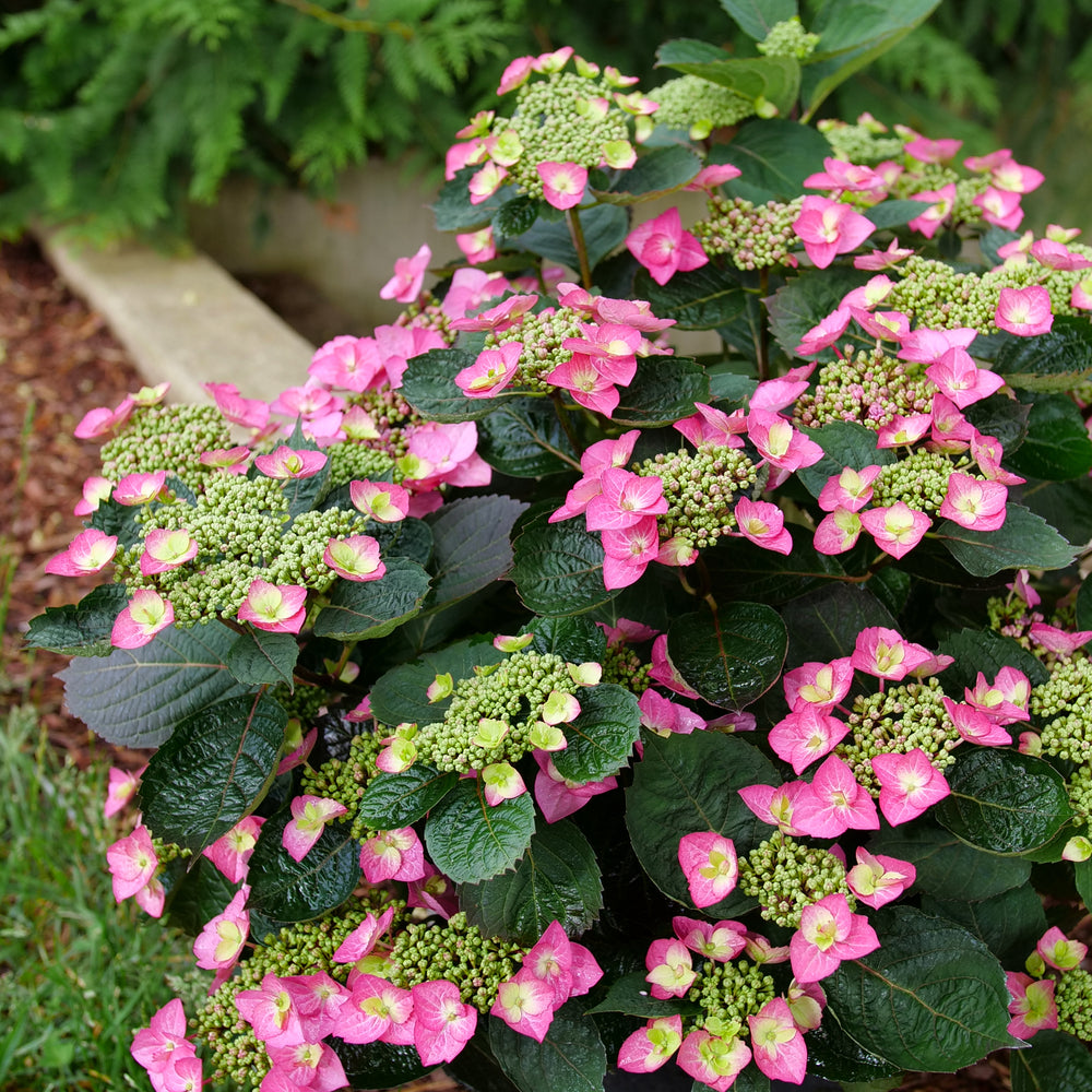 Tuff Stuff Top Fun® Reblooming Mountain Hydrangea (Hydrangea 'S Tuff Stuff Top Fun') - 3 gallon -Ship Only