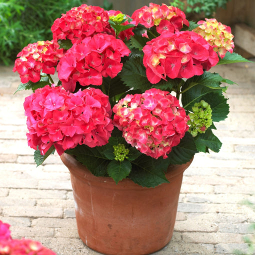 Red Sensation Next Generation Mophead Hydrangea (Hydrangea macrophylla 'Nxtgen Red Sensation') - 2 gallon -Ship Only