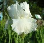 Renown Reblooming Bearded Iris (Iris germanica 'Renown') - 1 gallon -Ship Only