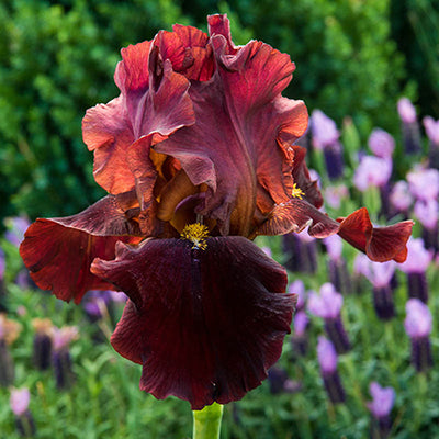 Bernices Legacy German Iris (Iris germanica 'Bernices Legacy') - 1 gallon -Ship Only