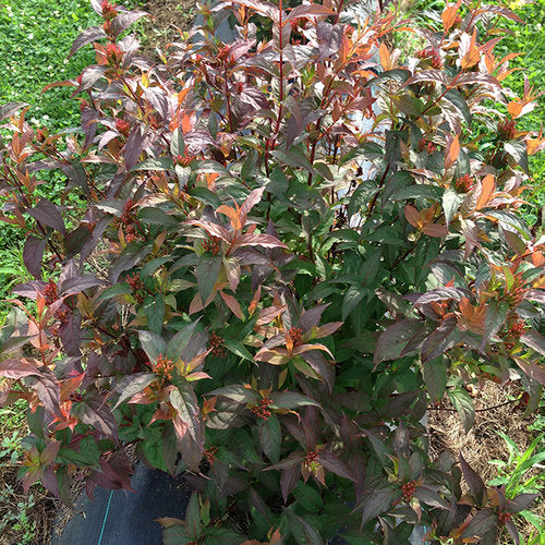 Kodiak® Red Diervilla (Diervilla sessilifolia 'Kodiak Red') - 3 gallon 12" -Ship Only