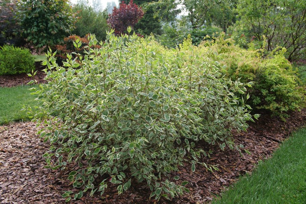 SGT. PEPPER® Tatarian dogwood (Cornus alba 'Verpaalen2' Sgt. Pepper) - 3 gallon -Ship Only