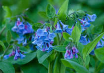 Virginia Bluebells (Mertensia virginica) - 1 gallon -Ship Only