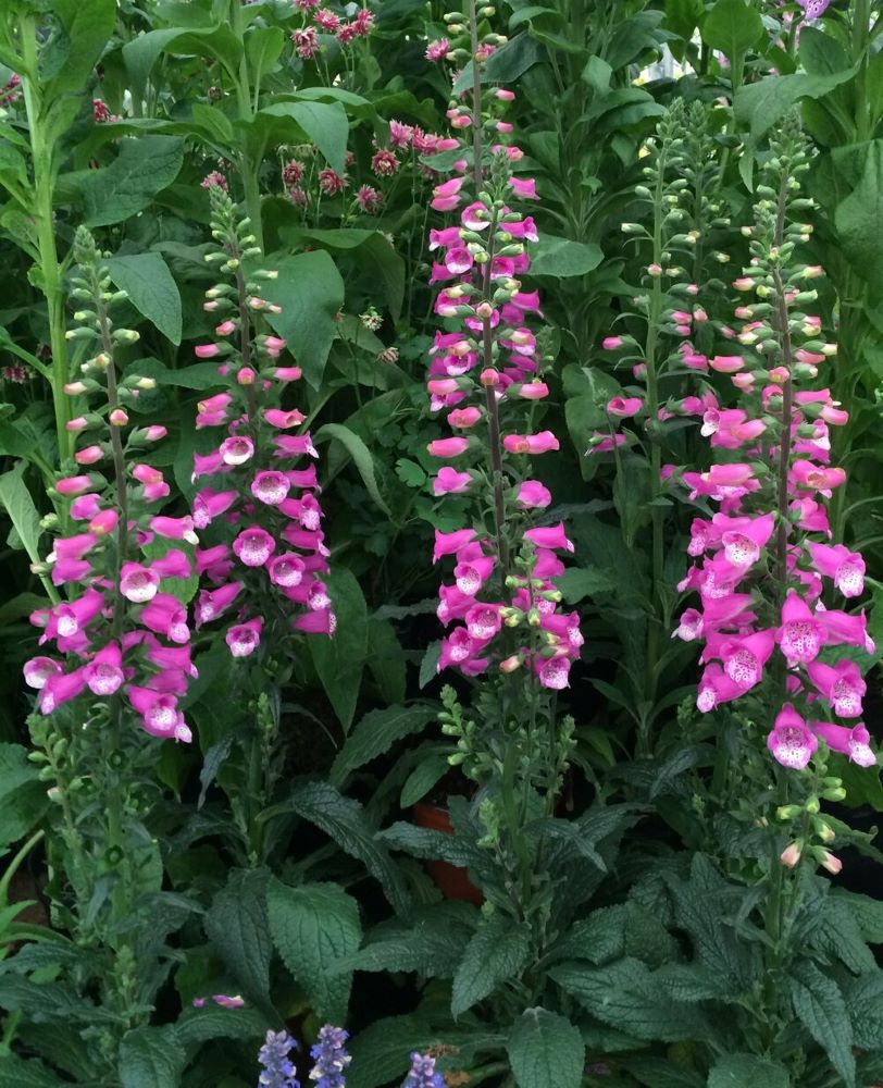 Lucas Foxglove (Digitalis lucas 'Pink') - 1 gallon -Ship Only