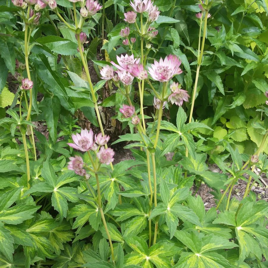 Masterpiece Masterwort (Astrantia major ‘Masterpiece’) - 1 gallon -Ship Only