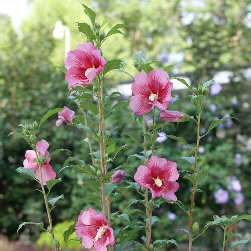Red Pillar® Rose of Sharon (Hibiscus syriacus 'Red Pillar') - 3 gallon 18" -Ship Only