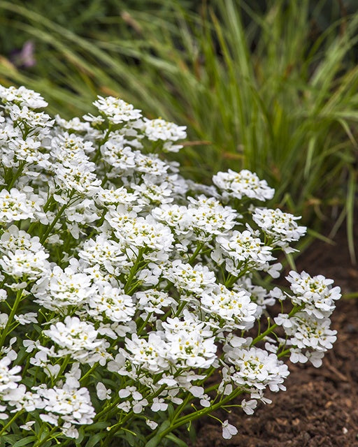 Snowsurfer™ Forte Candytuft (Iberis sempervirens 'Snowsurfer') - 1 gallon -Ship Only