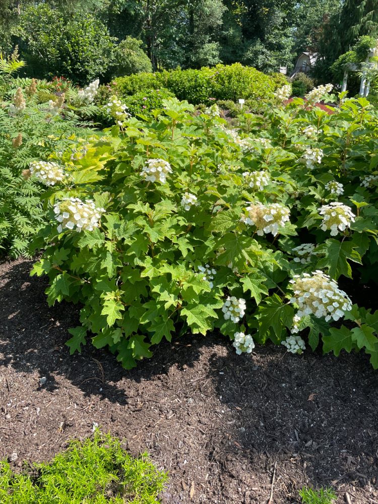 Toy Soldier™ Oakleaf Hydrangea (Hydrangea 'Q Toy Soldier') - 3 gallon -Ship Only