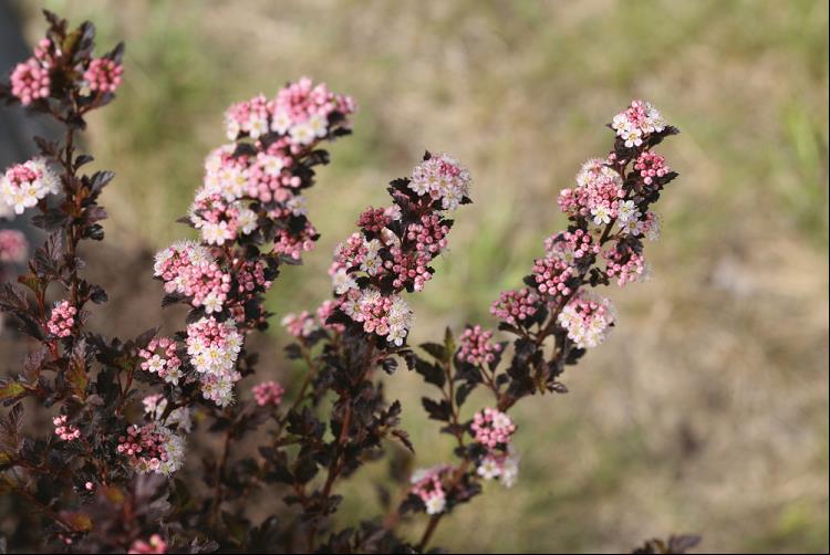 Tiny Wine® Ninebark (Physocarpus opulifolius 'SMPOTW') - 1 gallon -Ship Only