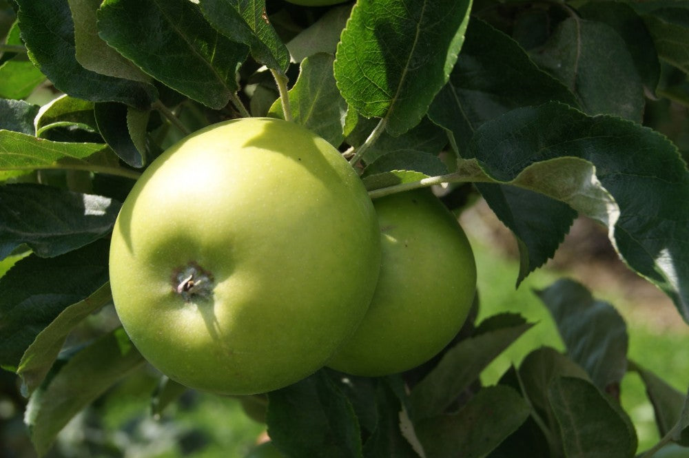 Granny Smith Apple (Malus 'Fruit Granny Smith') - 5 gallon 60" -Ship Only