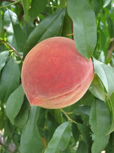 Elberta Peach (Prunus persica 'Elberta') - 5 gallon 60" -Ship Only
