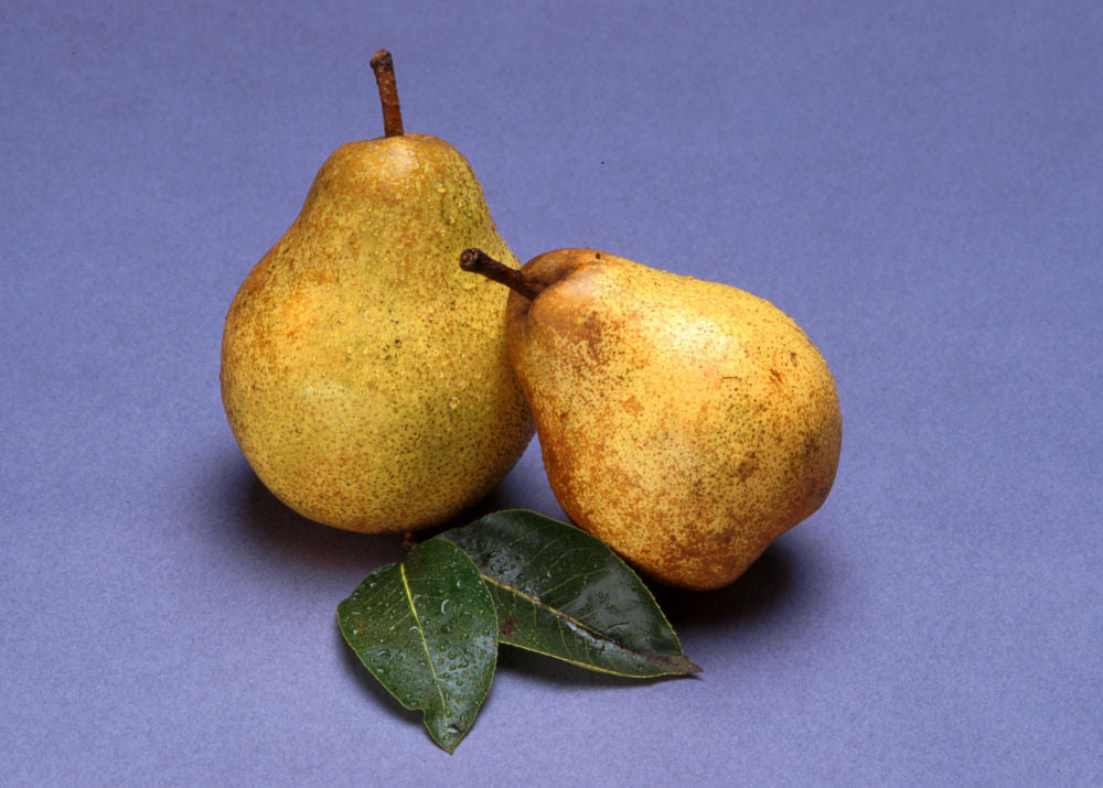 Bartlett Pear (Pyrus 'Fruit Bartlett') - 5 gallon 60" -Ship Only