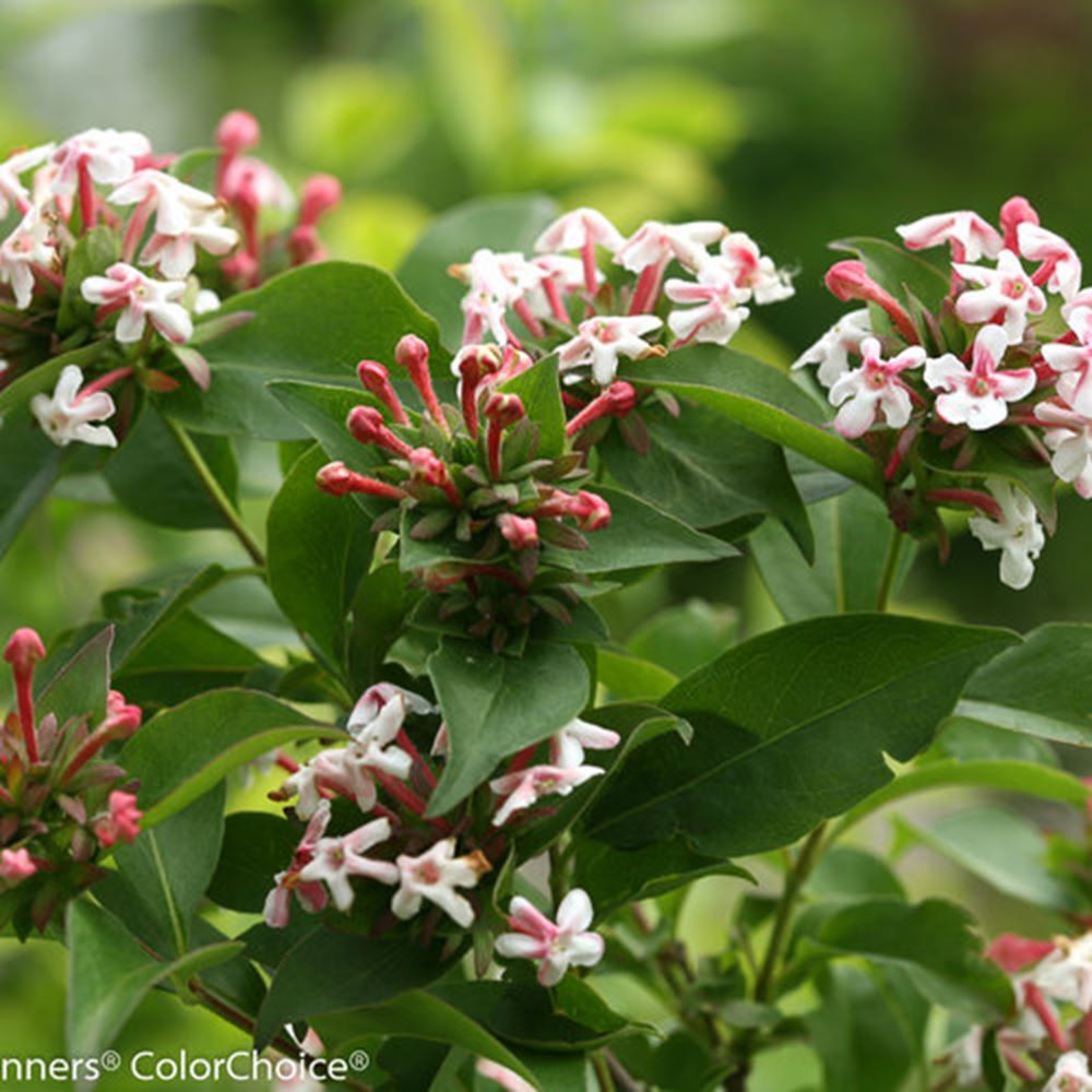 Sweet Emotion® Blaze Hardy abelia (Abelia m. ‘Sweet Emotion Blaze’) - 2 gallon -Ship Only