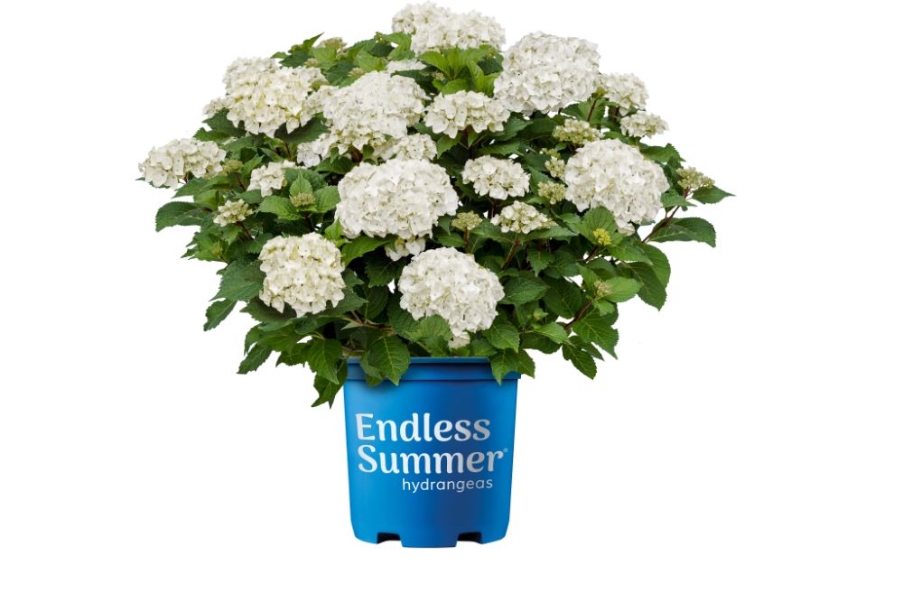 Endless Summer® Dreamcloud® Bigleaf Hydrangea (Hydrangea macrophylla Endless Summer Dreamcloud ('Bailmaceight')) - 3 gallon -Ship Only