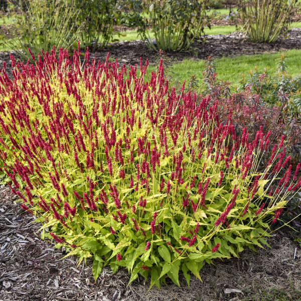 Glowing Reviews Mountain Fleece (Persicaria amplexicaulis 'Glowing Reviews) - 1 gallon -Ship Only