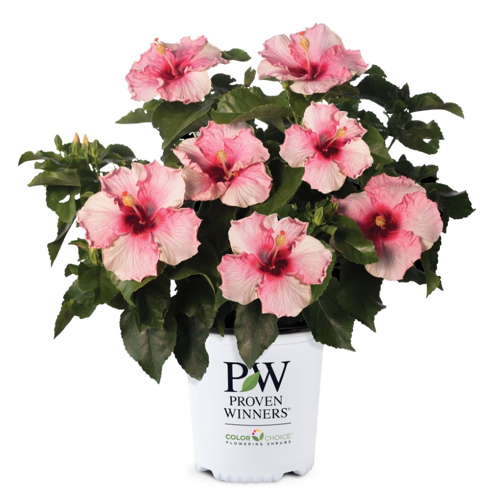 Hollywood Hibiscus™ Bloom Bash™ (Hibiscus rosa-sinensis Bloom Bash™ (AH-64)) - 2 gallon -Ship Only