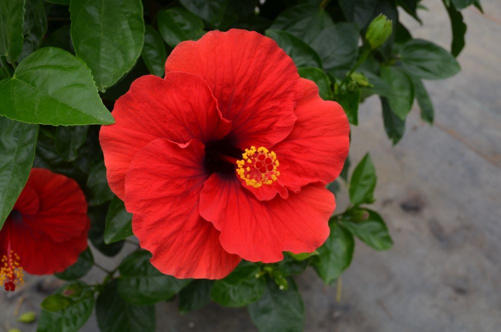 Hollywood Hibiscus™ Hot Shot™ (Hibiscus rosa-sinensis Hot Shot™) - 2 gallon -Ship Only