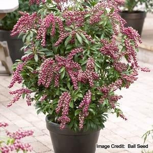 Pieris jap. Passion Party™ 'Passion' (Passion Party Passion Andromeda) - 3 gallon 12" -Ship Only