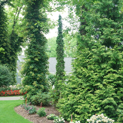 Sting® Arborvitae (Thuja occidentalis 'Sting') - 1 gallon -Ship Only