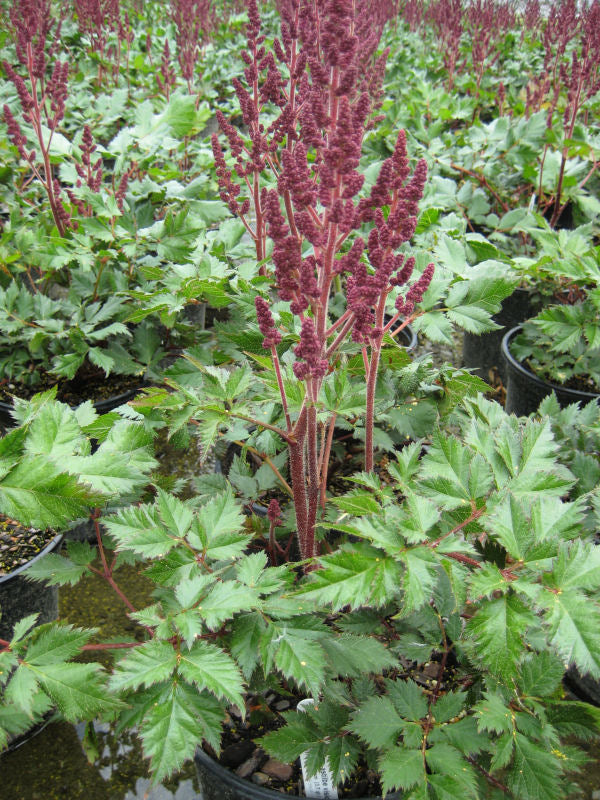 Vision In Red Astilbe (Astilbe chinensis 'Visions in Red') - QT -Ship Only