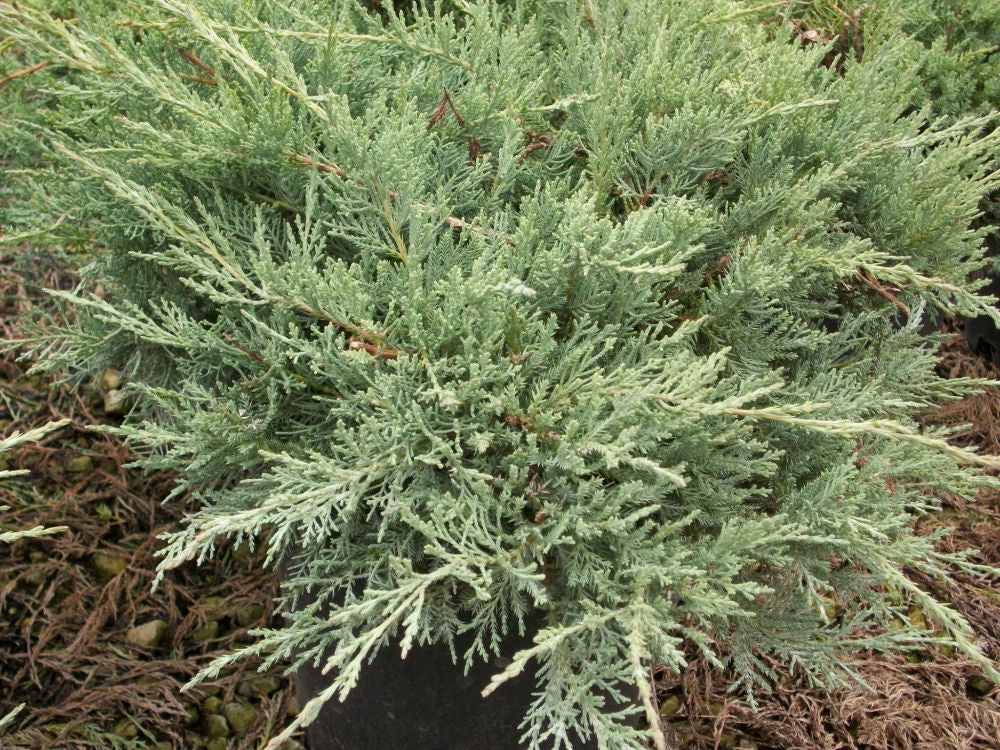 Grey Owl Juniper (Juniperus virginiana 'Grey Owl') - 1 gallon -Ship Only