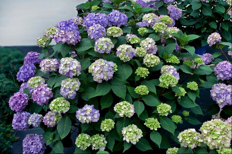 BloomStruck® Hydrangea (Hydrangea macrophylla 'Bloomstruck') - QT -Ship Only