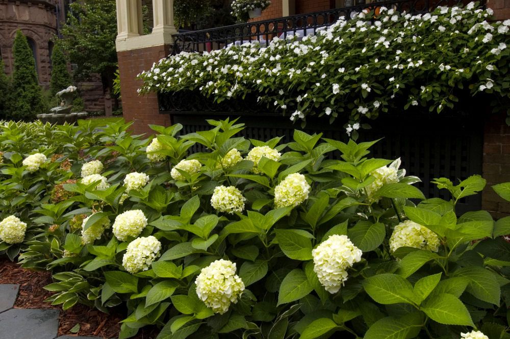 Blushing Bride® Hydrangea (Hydrangea macrophylla 'Blushing Bride') - QT -Ship Only