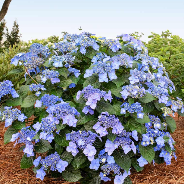 Pop Star® Reblooming Hydrangea (Hydrangea macrophylla 'Pop Star') - QT -Ship Only
