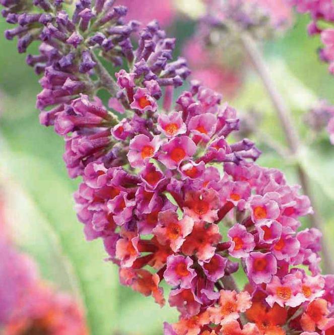 Weyeriana Bicolor Butterfly Bush (Buddleia x weyeriana 'Bicolor') - QT -Ship Only
