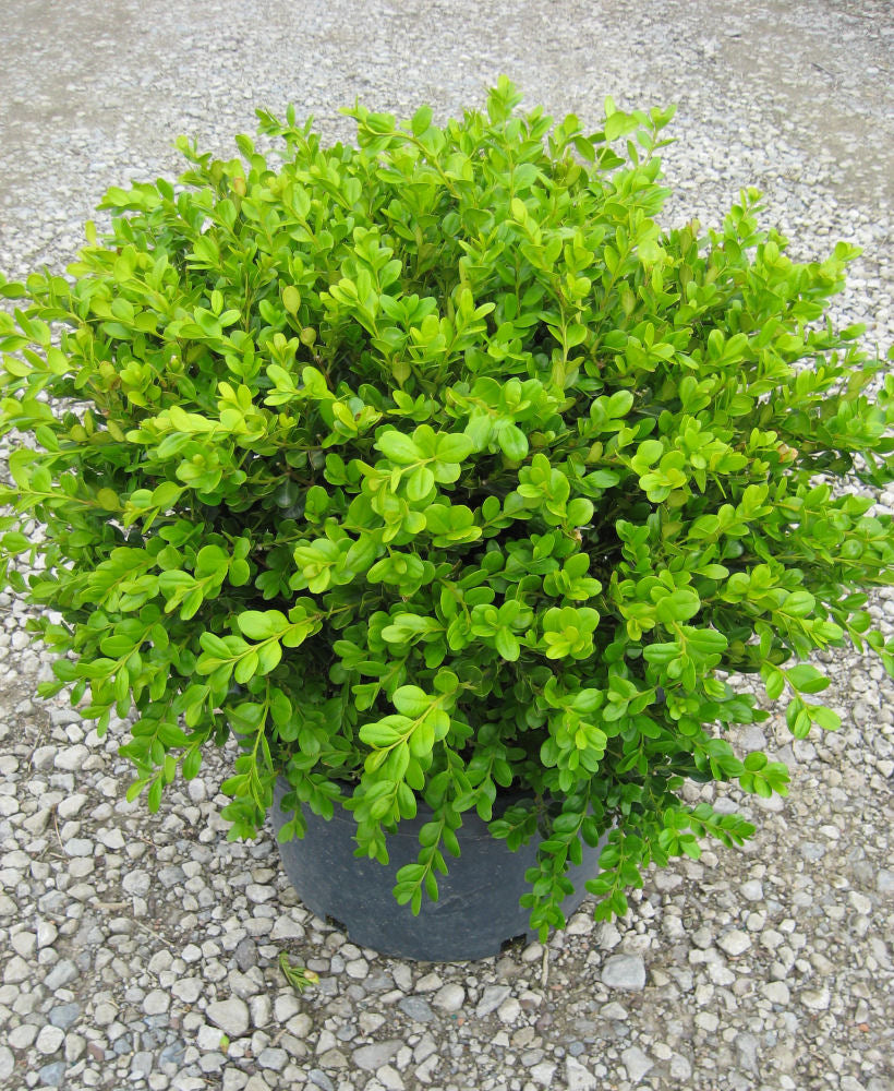 Winter Gem Boxwood (Buxus microphylla 'Winter Gem') - QT -Ship Only