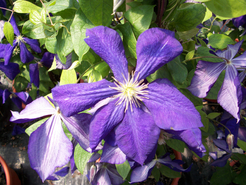 Jackmanii Clematis (Clematis jackmanii 'Jackmanii') - QT -Ship Only