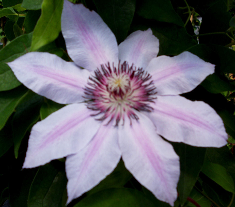 Nelly Moser Clematis (Clematis 'Nelly Moser') - QT -Ship Only