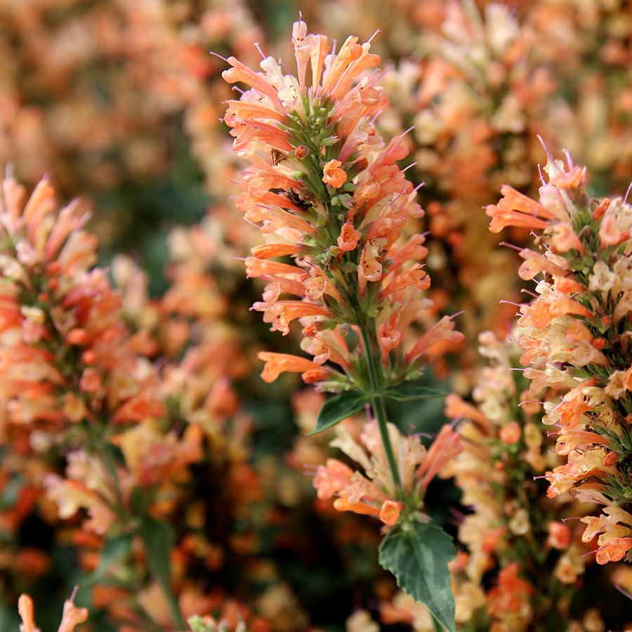 Peach Pearl Agastache (Agastache ‘Peach Pearl’) - 1 gallon -Ship Only