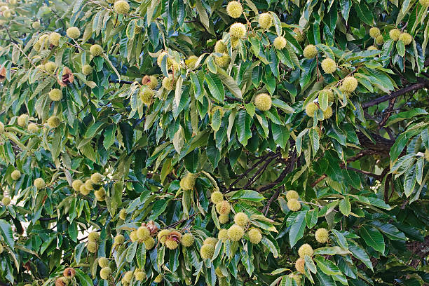 American Chestnut (Castanea american 'Chestnut') - 3 gallon 48" -Ship Only