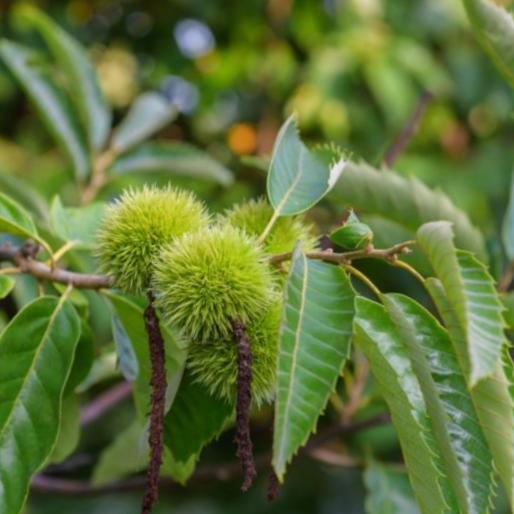 Chinese Chestnut (Castanea chinese 'Chestnut') - 3 gallon 48" -Ship Only